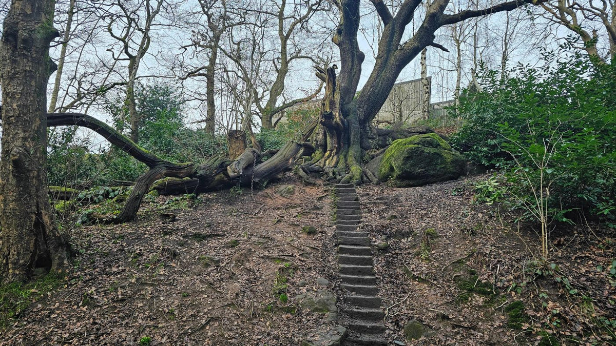 Fact-Checking the Chained Oak: What's Actually True Behind Hex's Legend?